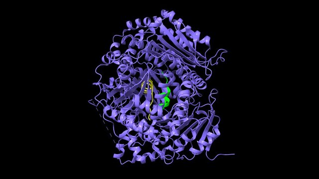 Structure of human insulin-degrading enzyme (blue) in complex with insulin (green-yellow). Animated 3D cartoon and Gaussian surface models, PDB 2wby, black background.