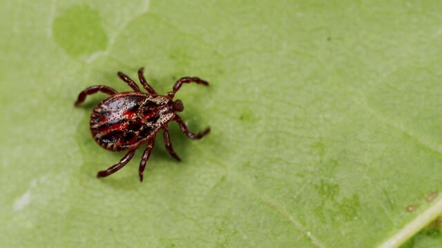 Ixodid tick crawls on a green leaf or blade of grass. Infectious disease carrier, terrible blood sucking crawling bug.