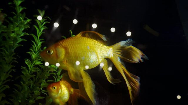 Goldfishe are swimming in fishbowl. An Aquarium. Fish Tank. Koi. A green beautiful planted tropical freshwater aquarium with fishes.