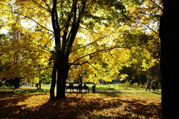 Sunny day in autumn park