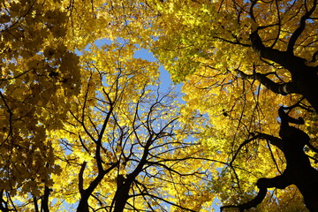 Sprawling branches of autumn trees