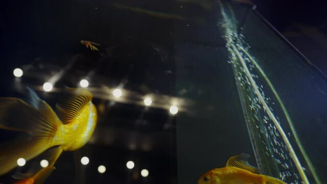 Fancy Orange Goldfish in the Water. A group of ornamental fish in tank. Underwater inhabitants. Pets. Fulfillment of desires.