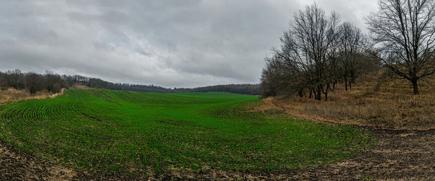 Autumn agricultural field sown with winter wheat