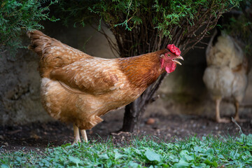 Red chicken cackles in the garden