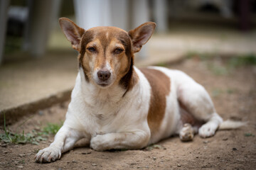 Cute medium-sized dog with brown and white fur is lying on the ground in the yard and is relaxing