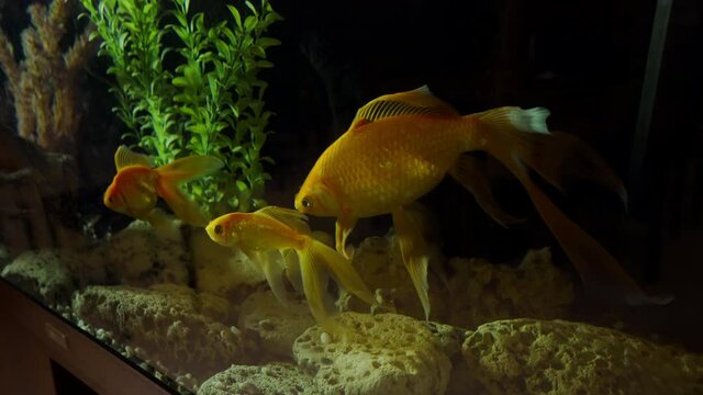 Underwater inhabitants. An Aquarium. Fish Tank. Koi. Fancy Orange Goldfish in the Water. A group of ornamental fish. Pets. Fulfillment of desires.