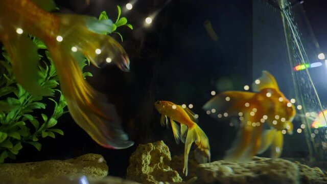 A green beautiful planted tropical freshwater aquarium with fish. Goldfish are swimming in fishbowl. An Aquarium. Fish Tank. Koi. 