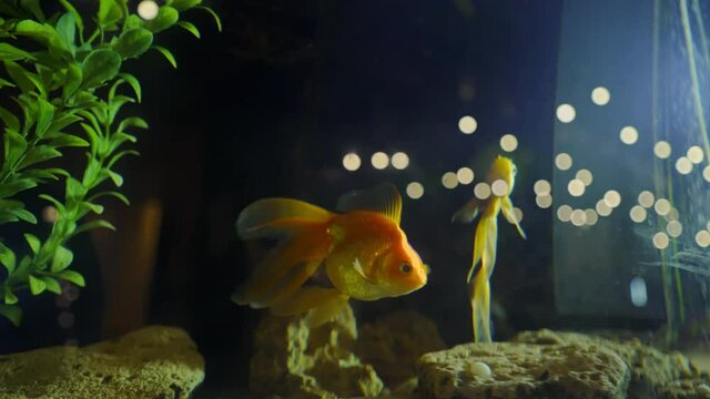 Goldfish are swimming in fishbowl.  Fancy Orange Goldfish in the Water. A group of ornamental fish in tank. Underwater inhabitants. Pets. Fulfillment of desires.
