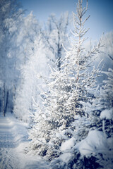 Fototapeta na wymiar Spruces in the snow. Winter