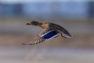 Very close view of a female wild duck flying,  seen in a North California marsh