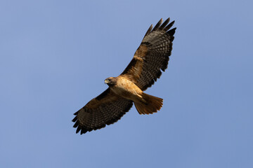 red-tailed hawk flying  in beautiful light , seen in the wild in  North California 