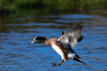 American Wigeon landing,  seen in a North California marsh