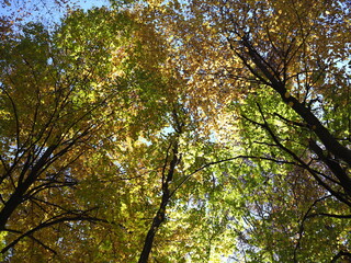 Herbstliche Baumkronen