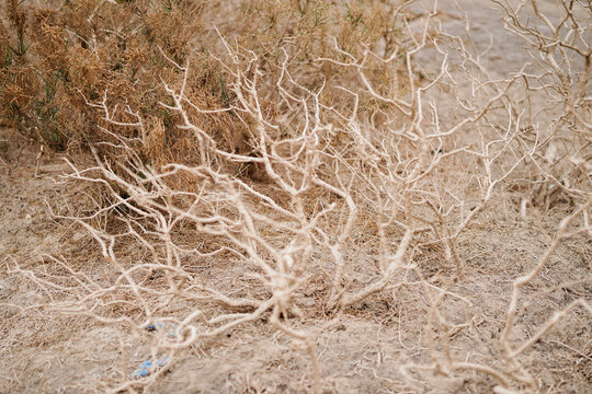 Wilderness desert death haloxylon, Sand and wind erosion