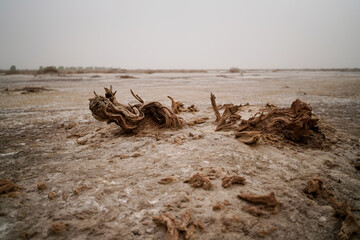 Fototapeta na wymiar Wilderness desert death haloxylon, Sand and wind erosion