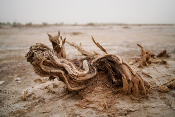Wilderness desert death haloxylon, Sand and wind erosion