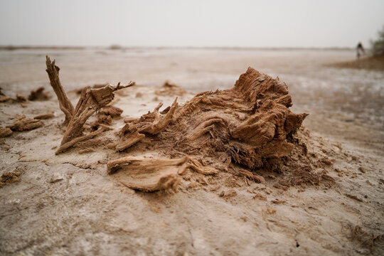 Wilderness desert death haloxylon, Sand and wind erosion