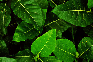 Fototapeta premium green leaves background