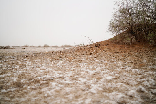 Wilderness desert death haloxylon, Sand and wind erosion