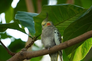 Bird sleeping under leaf