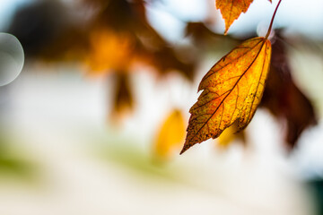 Rustic autumn leaves background - 468964124