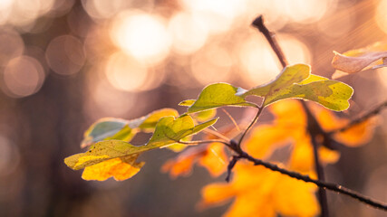 Feuilles d'automne sous les rayons du soleil avec magnifique bokeh en forêt