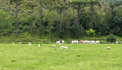 Fototapeta na wymiar Rural landscape with cattle and sheep grazing on the green field.