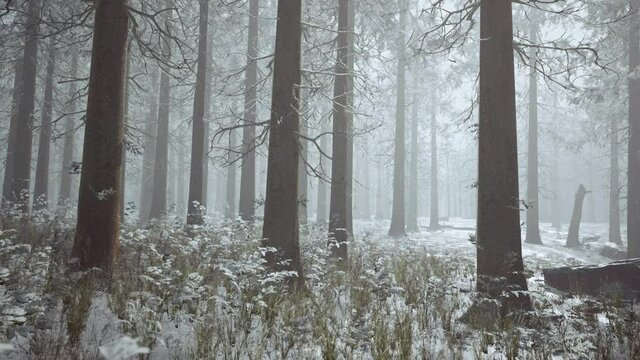 winter white frozen forest in snow