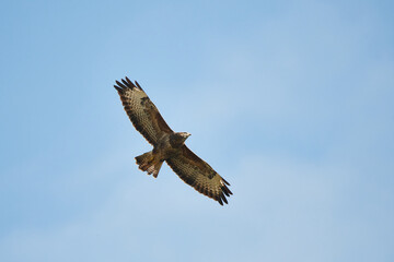 Mäusebussard im Flug in der Oberlausitz