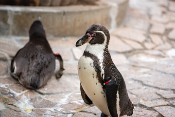 江戸川区自然動物園　フンボルトペンギン