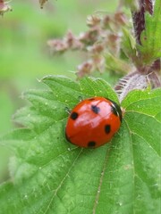 coccinelle