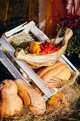 Harvested pumpkins with fall leaves