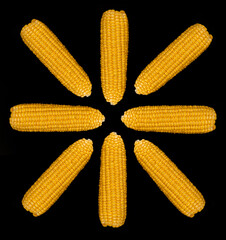 Heads of ripe corn, peeled from husk, folded in the form of a circle, on a black background, isolated