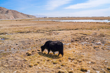 Plateau yak wetland Obao, grazing on sunny days