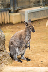 江戸川区自然動物園　ベネットワラビー