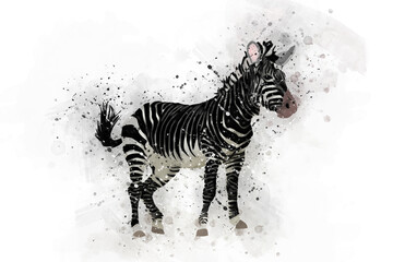 Fototapeta na wymiar zebra on black watercolor