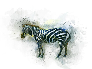 zebra on white watercolor