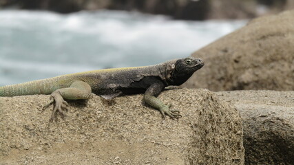 lizard on the rocks