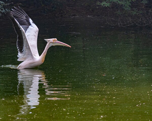 Pink Pelican ready to take off