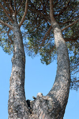 Tronco a forcella e fronde di pino marittimo con cielo