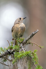 common redstart