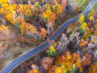Aerial view of road in colorful autumn forest