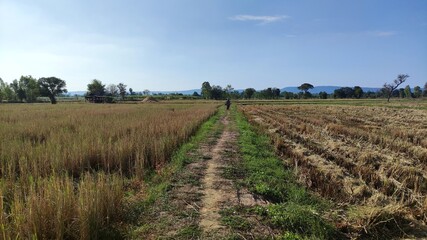 Fototapeta na wymiar Fields after harvest in Thailand