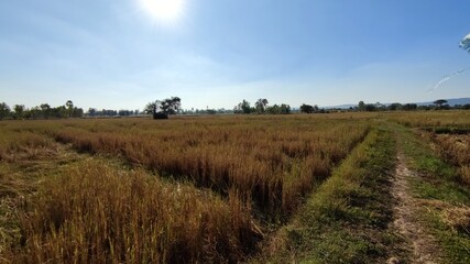 Fototapeta na wymiar Fields after harvest in Thailand