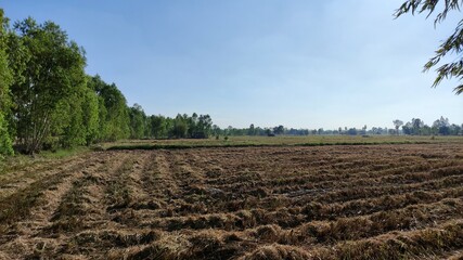 Fields after harvest in Thailand