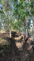 Fields after harvest in Thailand