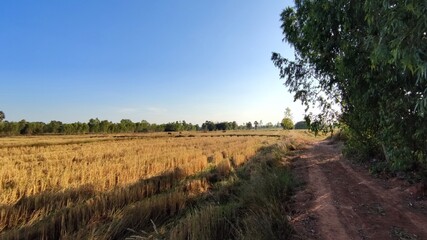 Obraz premium Fields after harvest in Thailand