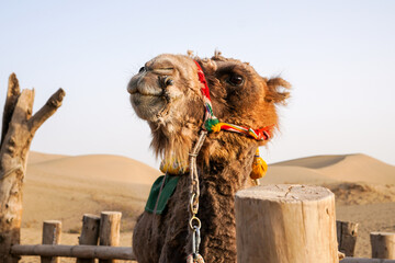 Captive camels in desert environment