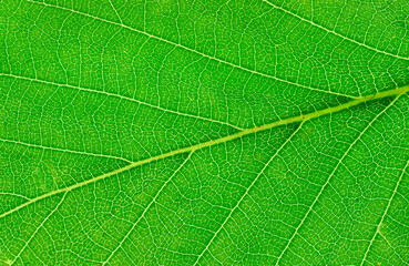 close up on green leaf texture background