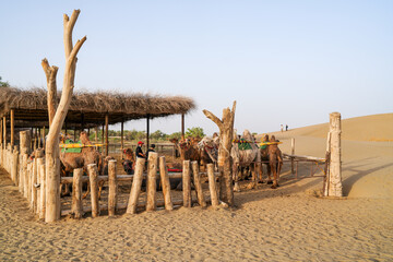Captive camels in desert environment